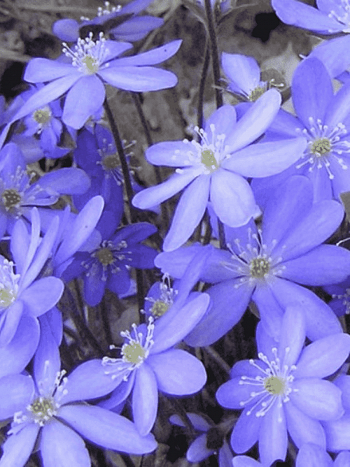 Печеночница остродольчатая