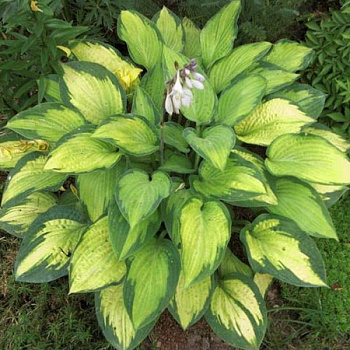 Хоста гибридная Капитан Кирк Хоста гибридная Капитан Кирк