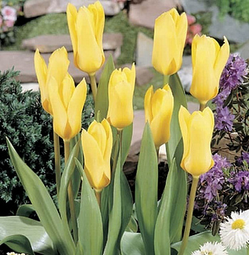 Тюльпан Фостера Йеллоу Эмпресс Тюльпан Фостера Йеллоу Эмпресс
