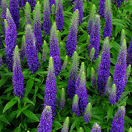 Вероника колосковая Блю Букет