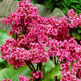 Бадан гибридный Моргенрете