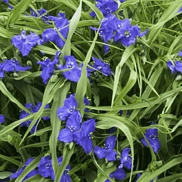 Традесканция Арендса Zwanenburg Blue