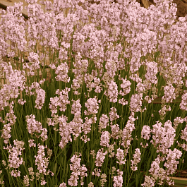 Лаванда узколистная Loddon Pink