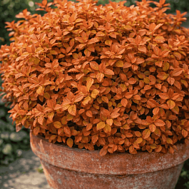 Спирея японская Zen Spirit Caramel