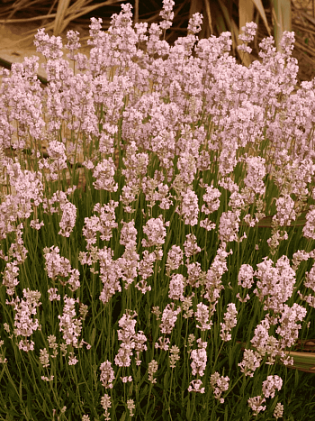 Лаванда узколистная Loddon Pink