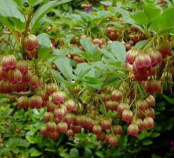 Энкиантус колокольчатый Ред Белс