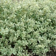 Дерен Отпрысковый White Gold