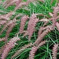 Пеннисетум восточный Flamingo