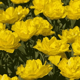 Тюльпан Махровый Vedi Napoli