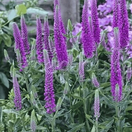 Вероника длиннолистная Purpleicious