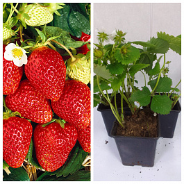 Земляника садовая Ламбада НАБОР 3ШТ Земляника садовая Ламбада НАБОР 3ШТ