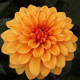 Георгина декоративная Давид Ховард