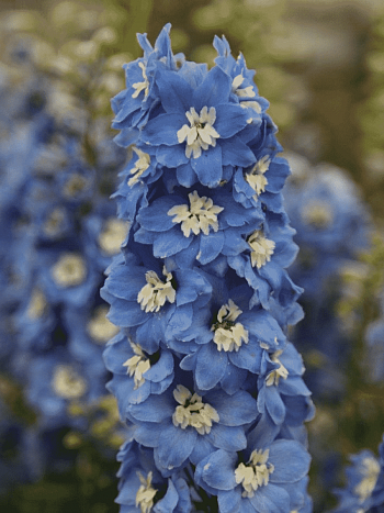 Дельфиниум  культурный Pacific Giant Summer Skies