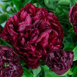 Пион травянистый Петер Бранд