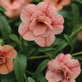 Калибрахоа Can-Can Rosies Apricot