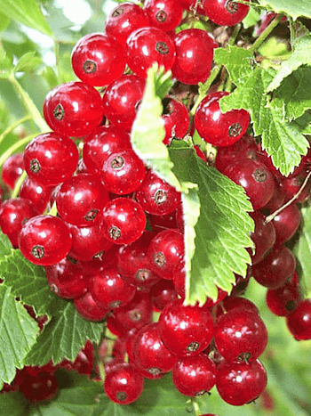Смородина красная Красная Кузьмина
