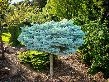 Ель колючая Глаука Глобоза - штамб