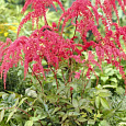 Астильба Арендса Red Charm