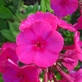 Флокс метельчатый Эрли Церайз