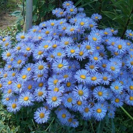 Астра альпийская Лайт Блу