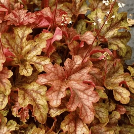 Гейхерелла Autumn Cascade