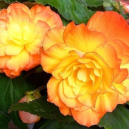 Бегония Клубневая Cascade Sunray