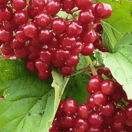 Калина съедобная Гранатовый браслет