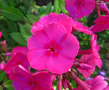 Флокс метельчатый Эрли Церайз