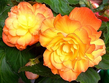 Бегония Клубневая Cascade Sunray