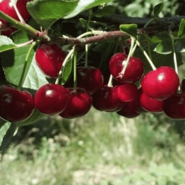 Дюк (черевишня) Ходоса