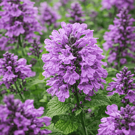 Буквица крупноцветковая