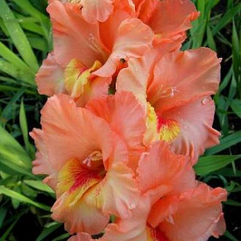 Гладиолус крупноцветковый Десизо