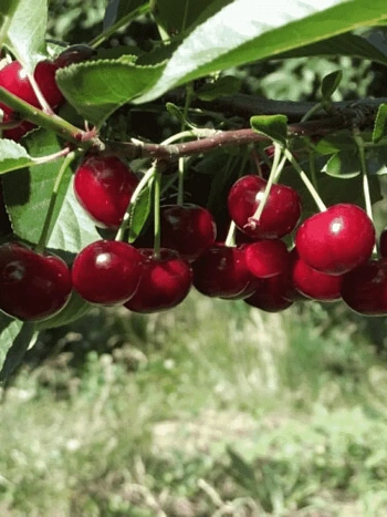 Дюк (черевишня) Ходоса