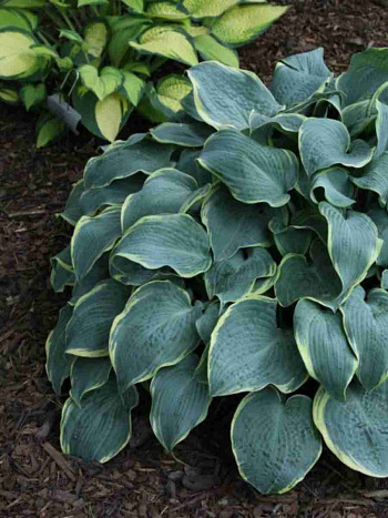 Хоста Frosted Dimples