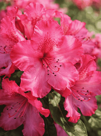 Рододендрон гибридный Andantino