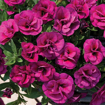Калибрахоа Can-Can Rosies Magenta