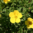 Лапчатка кустарниковая Sommerflor