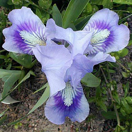 Ирис карликовый Тинкер Белл