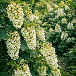 Гортензия дуболистная Applause