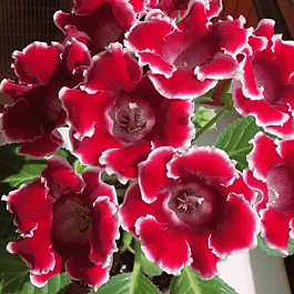 Глоксиния Avanti Red/ White Edge