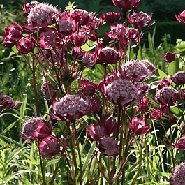 Астранция большая Hadspen blood