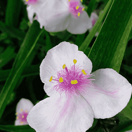 Традесканция Арендса Temptation