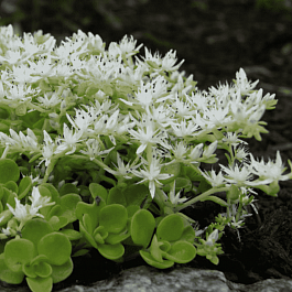 Очиток ложный Album