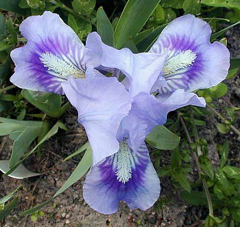 Ирис карликовый Тинкер Белл