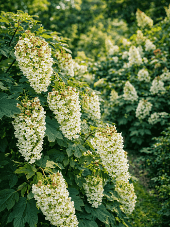 Гортензия дуболистная Applause