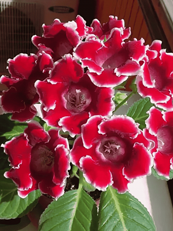 Глоксиния Avanti Red/ White Edge