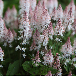 Тиарелла Спринг симфони