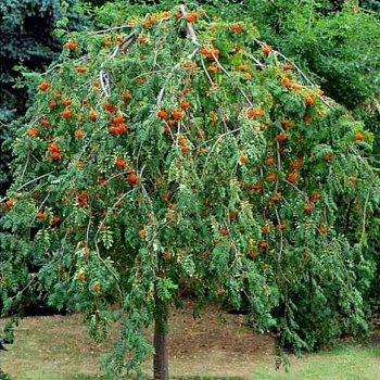 Рябина обыкновенная Пендула штамб