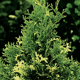 Туя западная Variegata