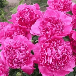 Пион Молочноцветковый Renato